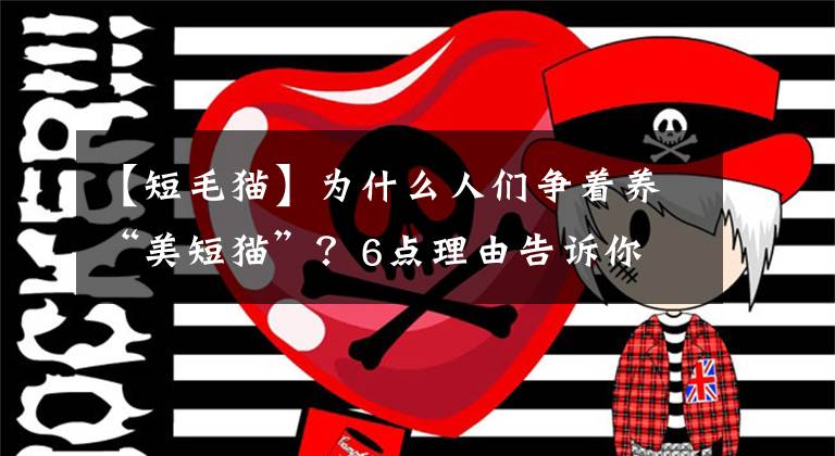 【短毛猫】为什么人们争着养“美短猫”?6点理由告诉你