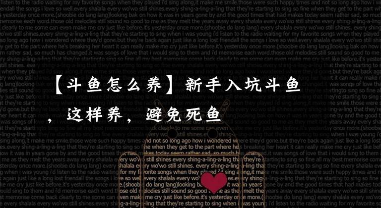 【斗鱼怎么养】新手入坑斗鱼,这样养,避免死鱼