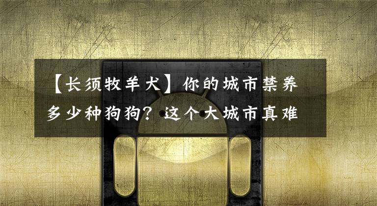 【长须牧羊犬】你的城市禁养多少种狗狗?这个大城市真难得,居然不限养大型犬
