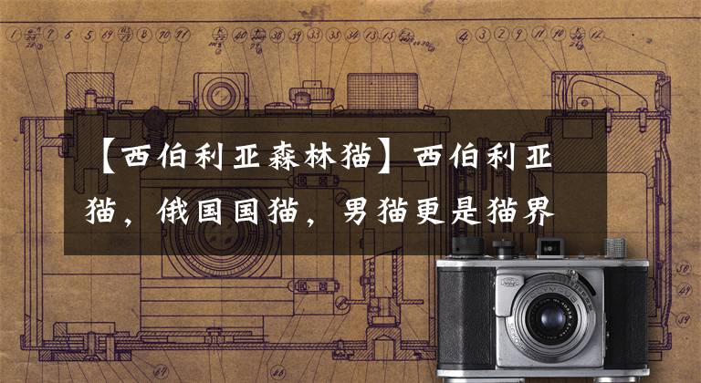 【西伯利亚森林猫】西伯利亚猫,俄国国猫,男猫更是猫界天花板:宠妻、带娃霸气侧漏