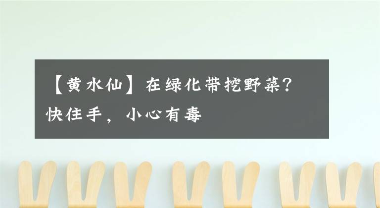 【黄水仙】在绿化带挖野菜？快住手，小心有毒