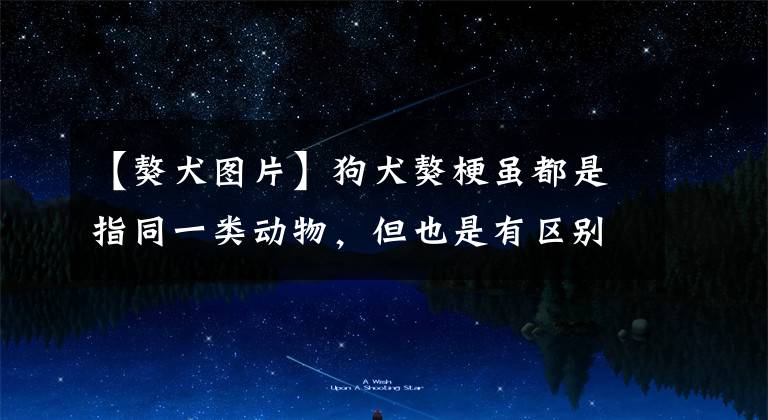 【獒犬图片】狗犬獒梗虽都是指同一类动物，但也是有区别的，狗犬獒梗的区别