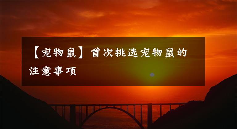 【宠物鼠】首次挑选宠物鼠的注意事项