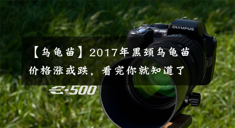 【乌龟苗】2017年黑颈乌龟苗价格涨或跌,看完你就知道了