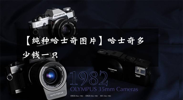 【纯种哈士奇图片】哈士奇多少钱一只