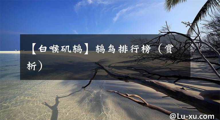 【白喉矶鸫】鸫鸟排行榜（赏析）