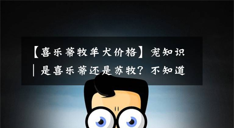 【喜乐蒂牧羊犬价格】宠知识|是喜乐蒂还是苏牧?不知道如何分辨的家长看过来