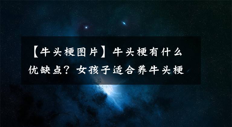 【牛头梗图片】牛头梗有什么优缺点？女孩子适合养牛头梗吗？