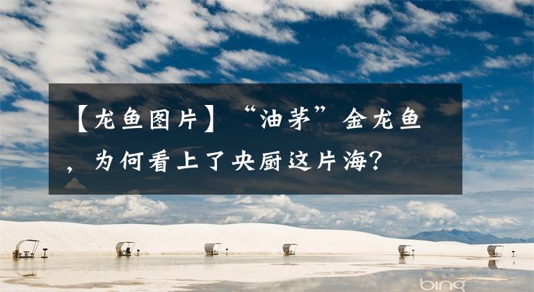 【龙鱼图片】“油茅”金龙鱼，为何看上了央厨这片海？