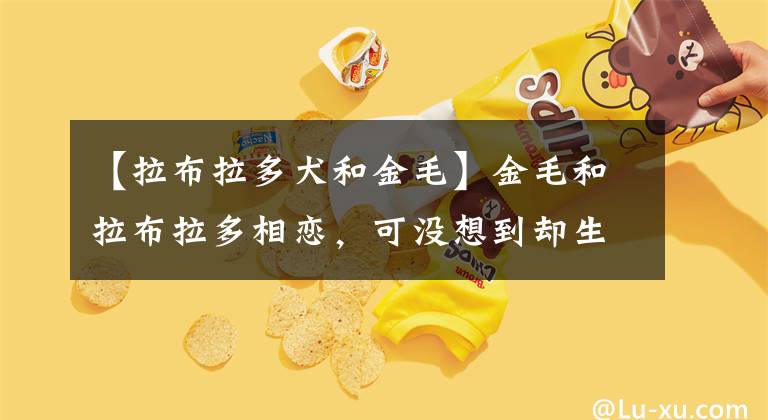 【拉布拉多犬和金毛】金毛和拉布拉多相恋,可没想到却生下了12只哈士奇,金毛一脸惆怅