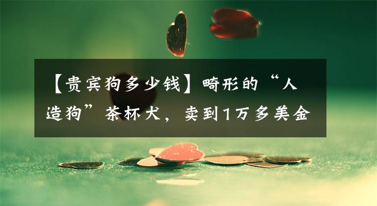 【贵宾狗多少钱】畸形的“人造狗”茶杯犬,卖到1万多美金一只,它们是怎么来的?