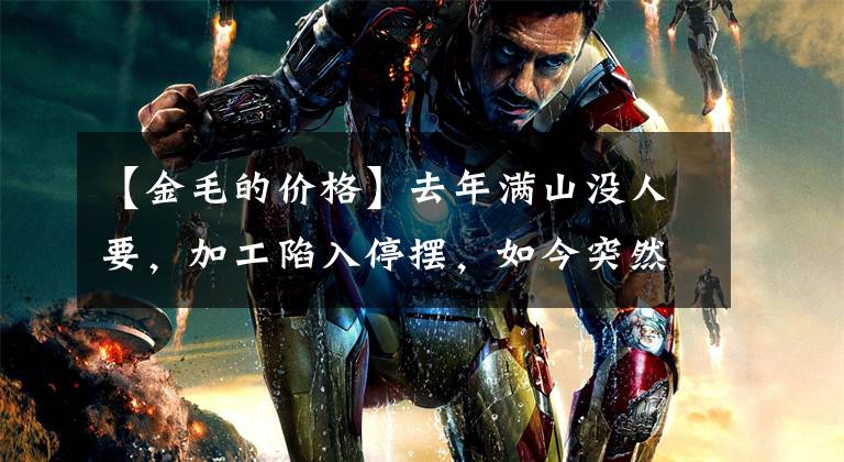 【金毛的价格】去年满山没人要，加工陷入停摆，如今突然涨价翻倍，农民却不敢挖