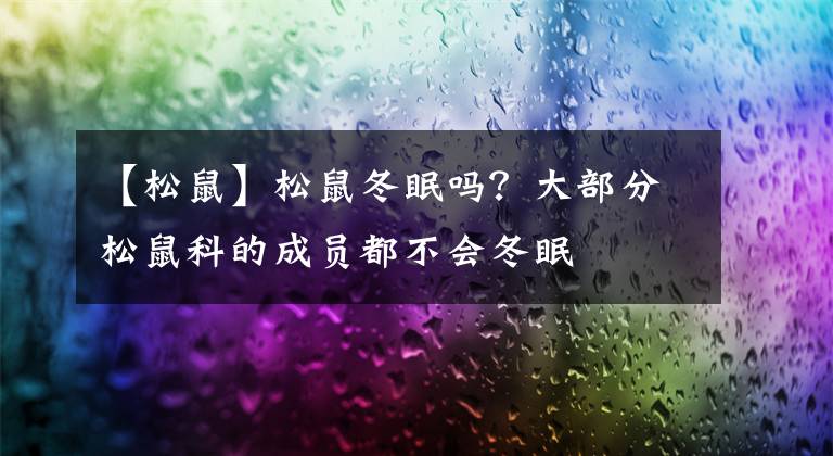 【松鼠】松鼠冬眠吗?大部分松鼠科的成员都不会冬眠
