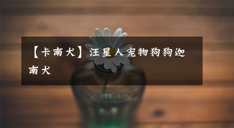 【卡南犬】汪星人宠物狗狗迦南犬