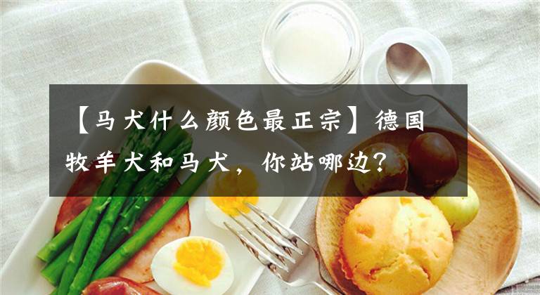 【马犬什么颜色最正宗】德国牧羊犬和马犬,你站哪边?