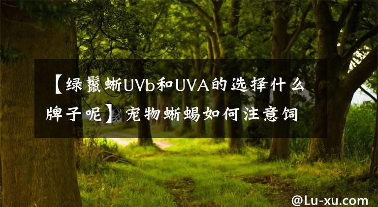 【绿鬣蜥UVb和UVA的选择什么牌子呢】宠物蜥蜴如何注意饲养机构的选择?