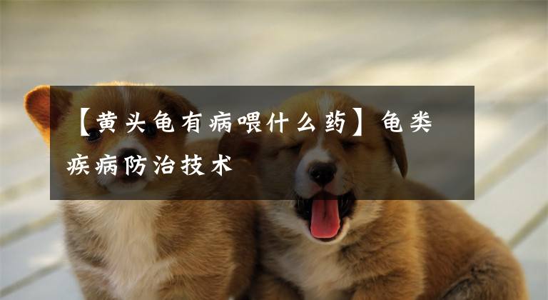 【黄头龟有病喂什么药】龟类疾病防治技术
