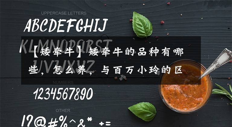【矮牵牛】矮牵牛的品种有哪些,怎么养,与百万小玲的区别?