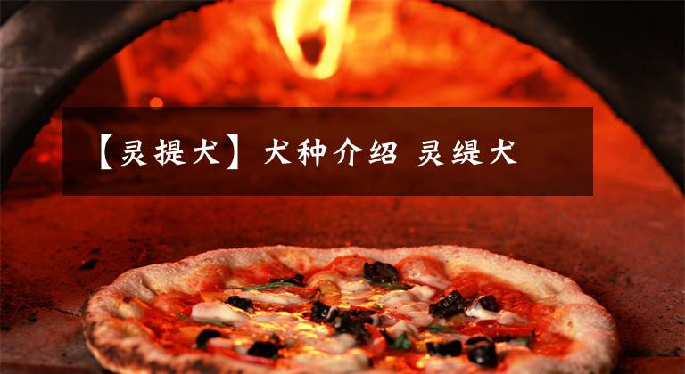 【灵提犬】犬种介绍 灵缇犬