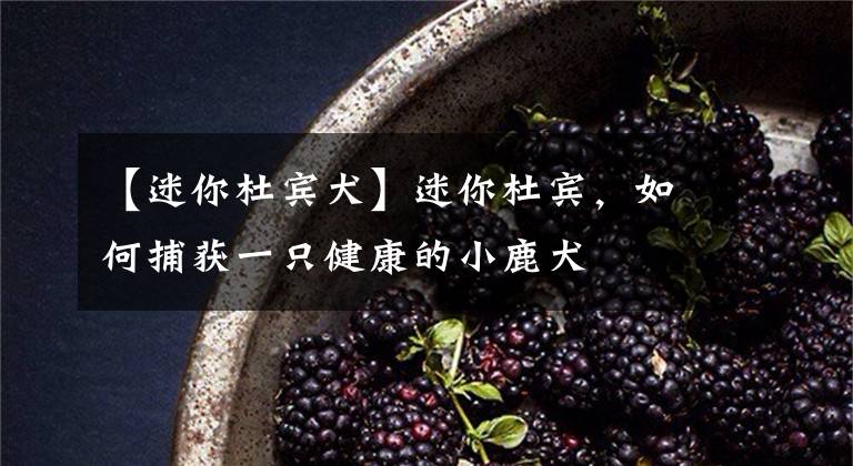 【迷你杜宾犬】迷你杜宾，如何捕获一只健康的小鹿犬