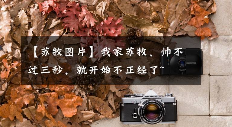 【苏牧图片】我家苏牧，帅不过三秒，就开始不正经了~