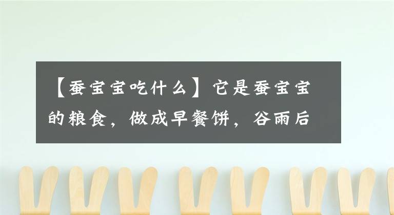 【蚕宝宝吃什么】它是蚕宝宝的粮食,做成早餐饼,谷雨后多吃,营养美味易消化