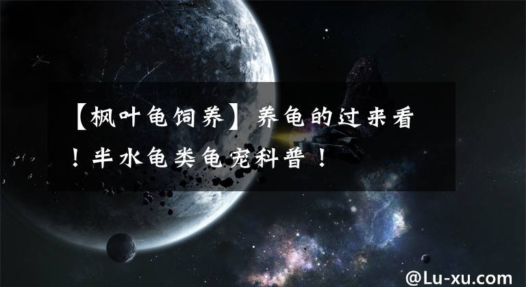 【枫叶龟饲养】养龟的过来看！半水龟类龟宠科普！