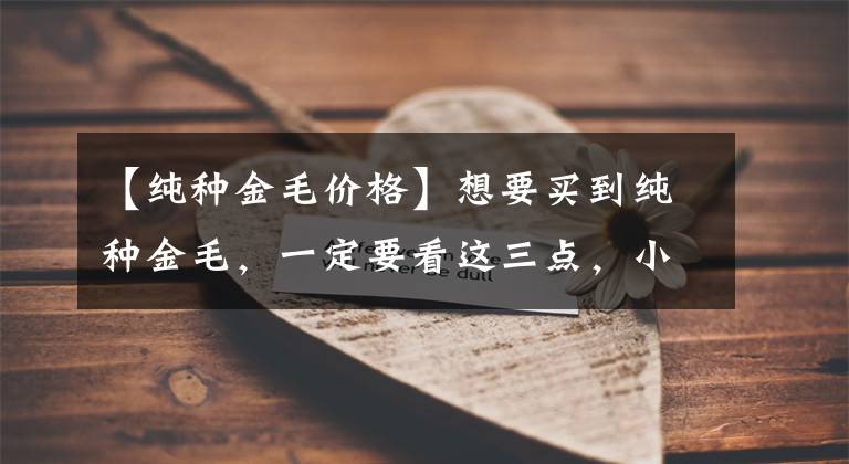 【纯种金毛价格】想要买到纯种金毛，一定要看这三点，小商贩不敢坑你