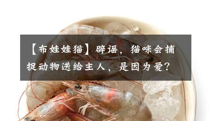【布娃娃猫】辟谣,猫咪会捕捉动物送给主人,是因为爱?只是它觉得你很弱罢了