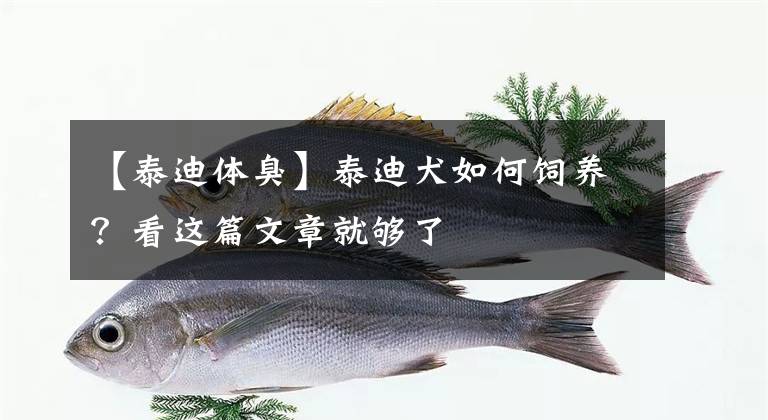 【泰迪体臭】泰迪犬如何饲养?看这篇文章就够了