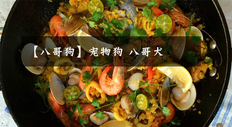 【八哥狗】宠物狗 八哥犬