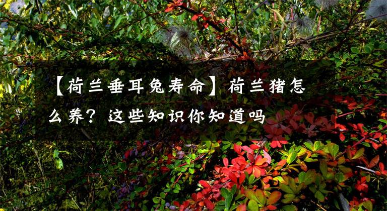 【荷兰垂耳兔寿命】荷兰猪怎么养？这些知识你知道吗