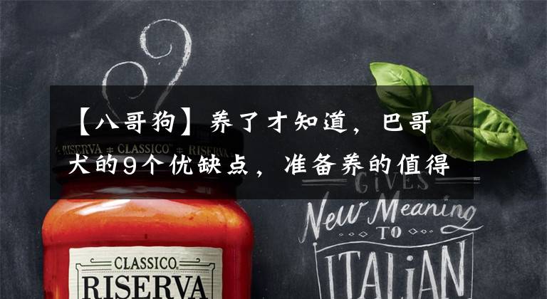 【八哥狗】养了才知道,巴哥犬的9个优缺点,准备养的值得一看