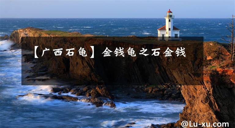 【广西石龟】金钱龟之石金钱