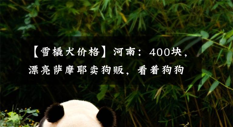 【雪橇犬价格】河南：400块，漂亮萨摩耶卖狗贩，看着狗狗依依不舍，大姐直落泪