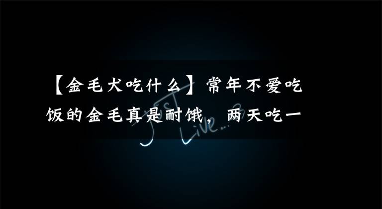 【金毛犬吃什么】常年不爱吃饭的金毛真是耐饿，两天吃一根胡萝卜也能活下去！