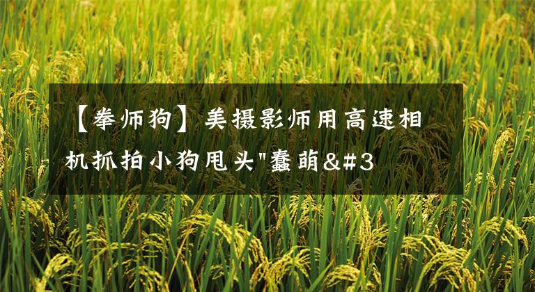 【拳师狗】美摄影师用高速相机抓拍小狗甩头"蠢萌"瞬间