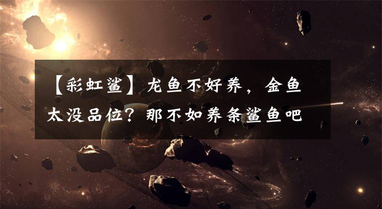 【彩虹鲨】龙鱼不好养，金鱼太没品位？那不如养条鲨鱼吧