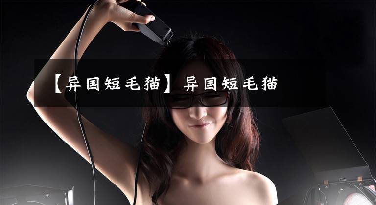 【异国短毛猫】异国短毛猫