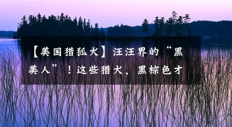 【美国猎狐犬】汪汪界的“黑美人”!这些猎犬,黑棕色才是王道!