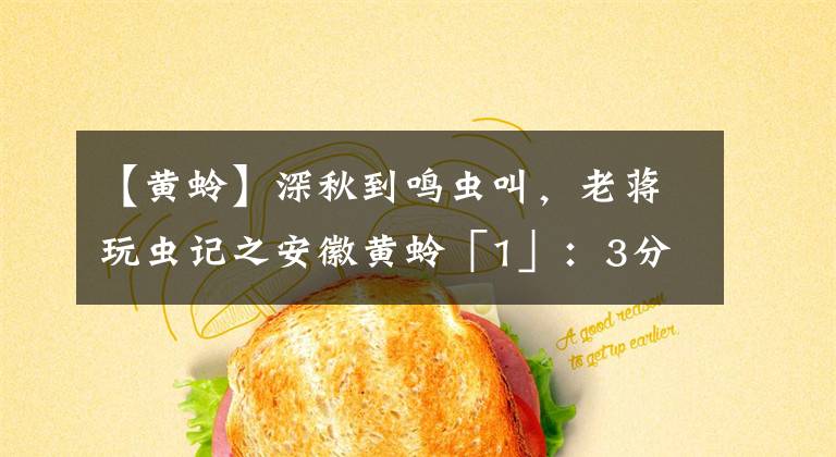 【黄蛉】深秋到鸣虫叫，老蒋玩虫记之安徽黄蛉「1」：3分钟带你认识它