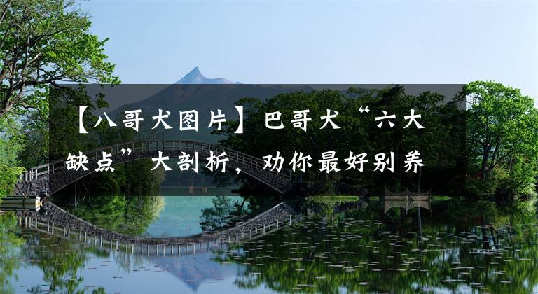 【八哥犬图片】巴哥犬“六大缺点”大剖析，劝你最好别养