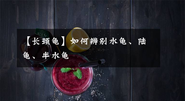 【长颈龟】如何辨别水龟、陆龟、半水龟