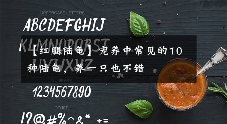 【红腿陆龟】宠养中常见的10种陆龟，养一只也不错