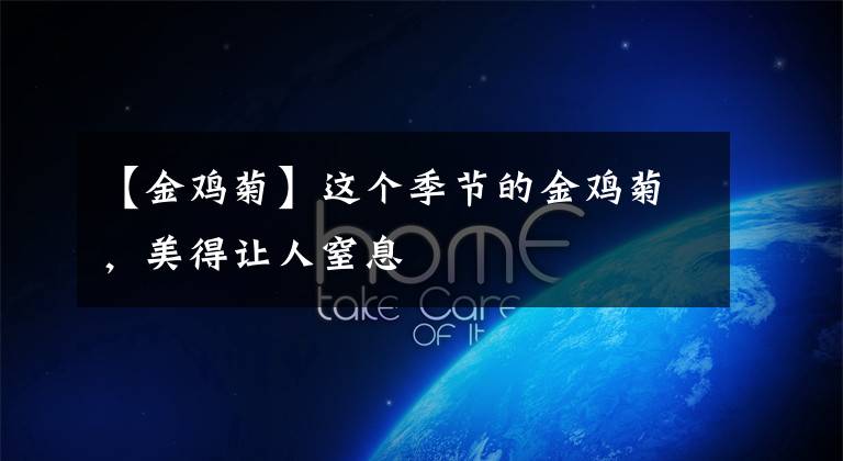 【金鸡菊】这个季节的金鸡菊，美得让人窒息