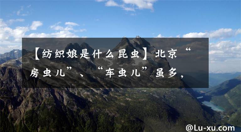 【纺织娘是什么昆虫】北京“房虫儿”、“车虫儿”虽多，老北京最爱的竟是这“虫儿”！