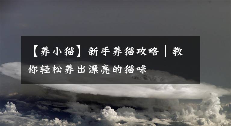 【养小猫】新手养猫攻略｜教你轻松养出漂亮的猫咪