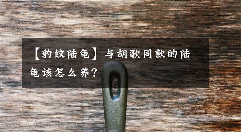 【豹纹陆龟】与胡歌同款的陆龟该怎么养？