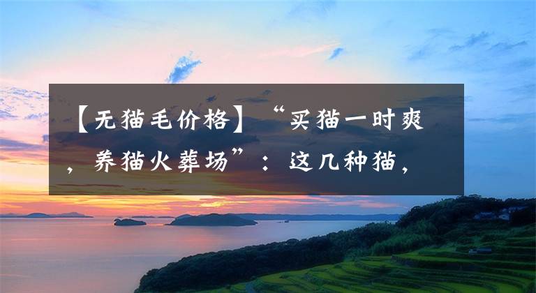 【无猫毛价格】“买猫一时爽，养猫火葬场”：这几种猫，劝你谨慎购买