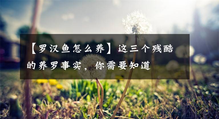 【罗汉鱼怎么养】这三个残酷的养罗事实,你需要知道